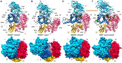 The Role of Conformational Dynamics in Antigen Trimming by Intracellular Aminopeptidases